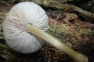 plute beige et blanc, pluteus depauperatus