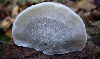 polypore blanc, tyromyces chioneus