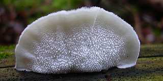 polypore bleut, oligoporus caesius