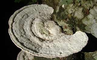 tramte bossue, trametes gibbosa