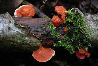 polypore rouge cinabre, pycnoporus cinnabarinus