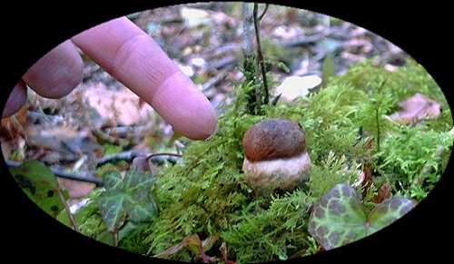 champignons : bolet nain