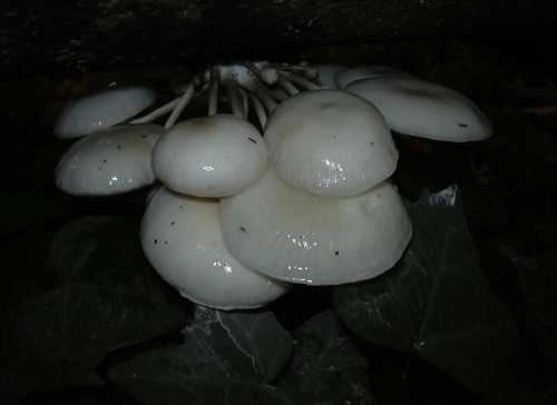 champignons blancs