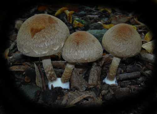 champignons bruns