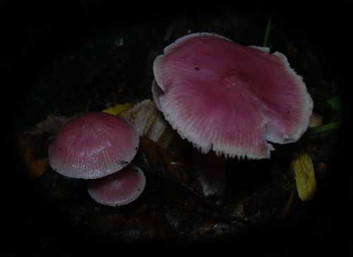 champignons de couleurs diverses