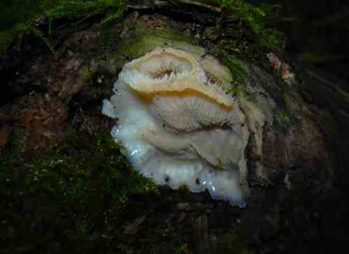 champignons de formes diverses