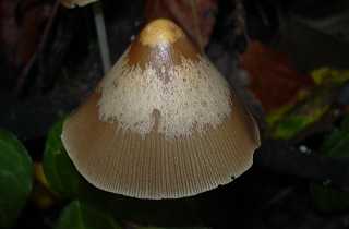 psathyrelle conique, psathyrella conopilus