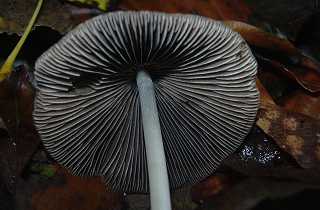 psathyrelle conique, psathyrella conopilus