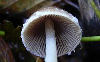 psathyrelle plumeuse, psathyrella pennata