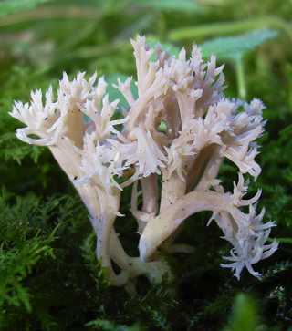 ramaire gracile, clavaire gracile, ramaria gracilis