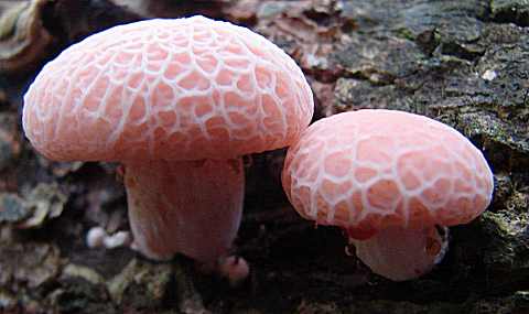 rhodotus rticul, rhodotus palmatus