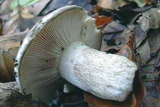 russule noire et blanche, russula albonigra