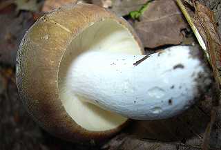 russule belette, russula mustelina