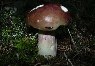 russule brune, russula brunneola