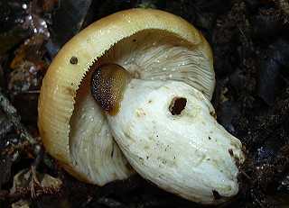 russule ftide, russula foetens