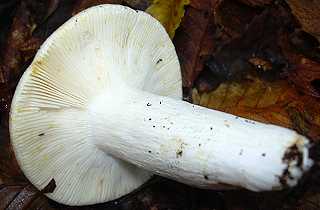 russule jaunissante, russula luteotacta