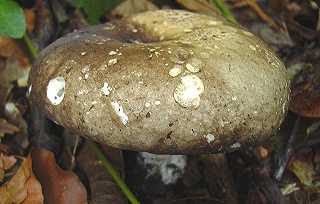 russule noircissante, russula nigricans