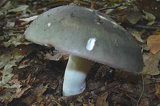 russule vert-de-gris, russula aeruginea