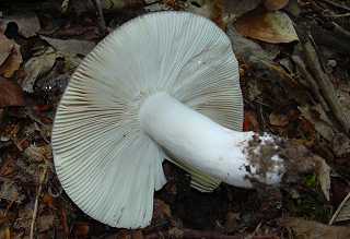 russule vert-de-gris, russula aeruginea