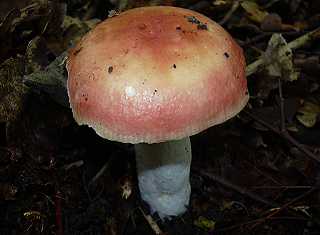 russule xrampline du htre, russula faginea