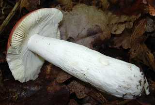 russule xrampline du htre, russula faginea