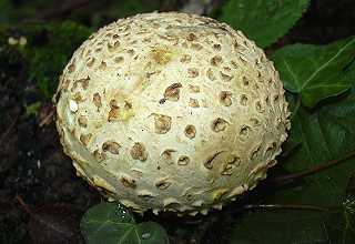 sclroderme commun, scleroderma citrinum