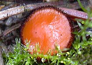 scutelline  poils noirs, scutellina nigrohirtula