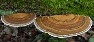 tramte rougissante, daedaleopsis confragosa
