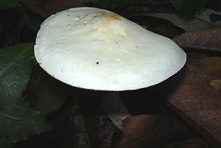 tricholome blanc, tricholoma album