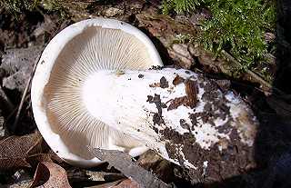 tricholome de la Saint-Georges, calocybe gambosa