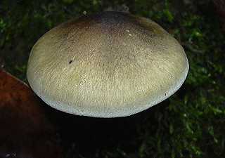 tricholome  odeur de savon, tricholoma saponaceum