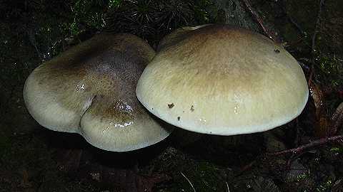 tricholome  odeur de savon, tricholoma saponaceum