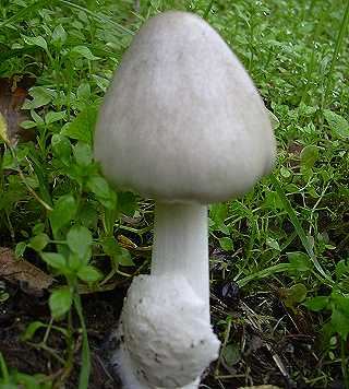 volvaire gluante, volvariella gloiocephala