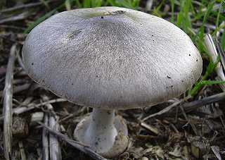 volvaire cultive, volvariella volvacea